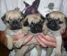drei süsse kleine Mopsbabys